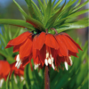 Rubra