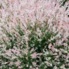 SALIXINTEGRA FLAMINGO