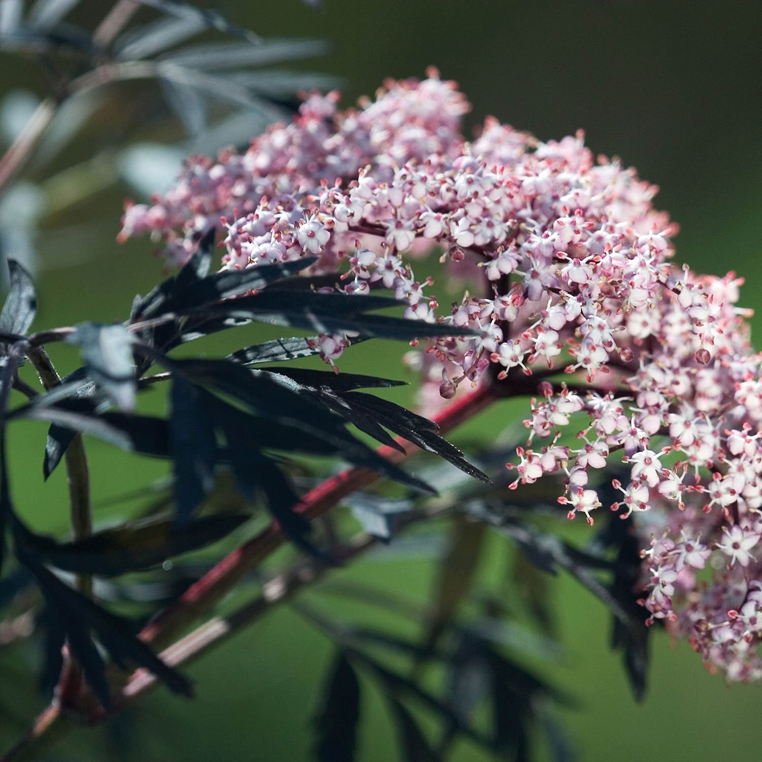 SAMBUCUS BLACK LACE ELDERBERRY PW SAMBL 01 SAMBUCUS BLACK LACE ELDERBERRY PW SAMBL 01