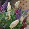 SHB7278 4 in Buddleia Triple Treat Butterfly Bush Collection 07