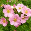 SIDABRAKRUMIS PINK QUEEN