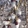 Salix caprea Pendula Weeping Pussy Willow
