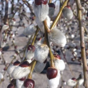 Salix caprea Pendula Weeping Pussy Willow