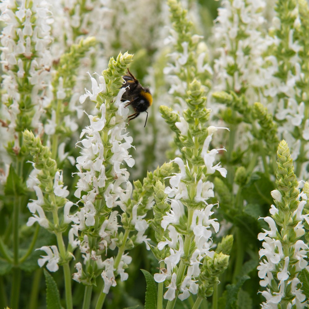 Salvia nemorosa Sensation White Salvia nemorosa Sensation White