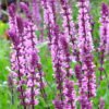 Salvia nemorose Caradonna Pink INspiration 1