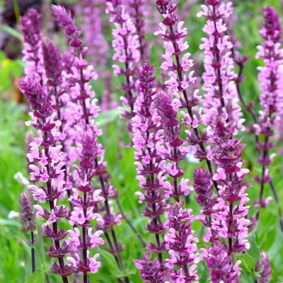 Salvia nemorose Caradonna Pink INspiration 1 Salvia nemorose Caradonna Pink INspiration 1
