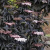 Sambucus Black Tower 1 1de97270 1909 419e a158 7d2d0ce274ce