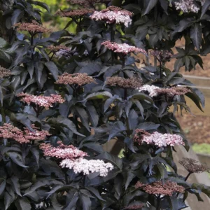 Sambucus Black Tower 1 1de97270 1909 419e a158 7d2d0ce274ce