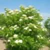 Sambucus nigra 1 r1 718x750 auto