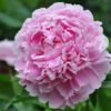 Sarah Bernhardt1 1