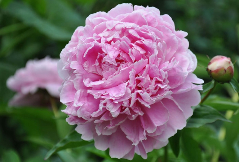 Sarah Bernhardt1 1 Sarah Bernhardt1 1