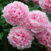 Sarah Bernhardt1 2