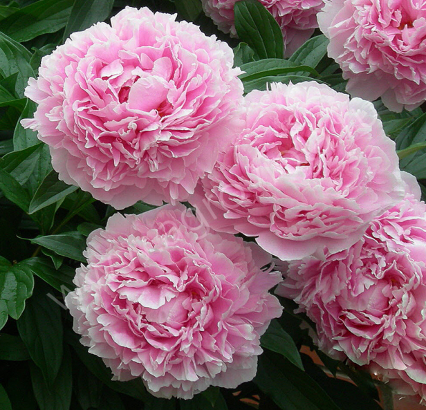 Sarah Bernhardt1 2 Sarah Bernhardt1 2