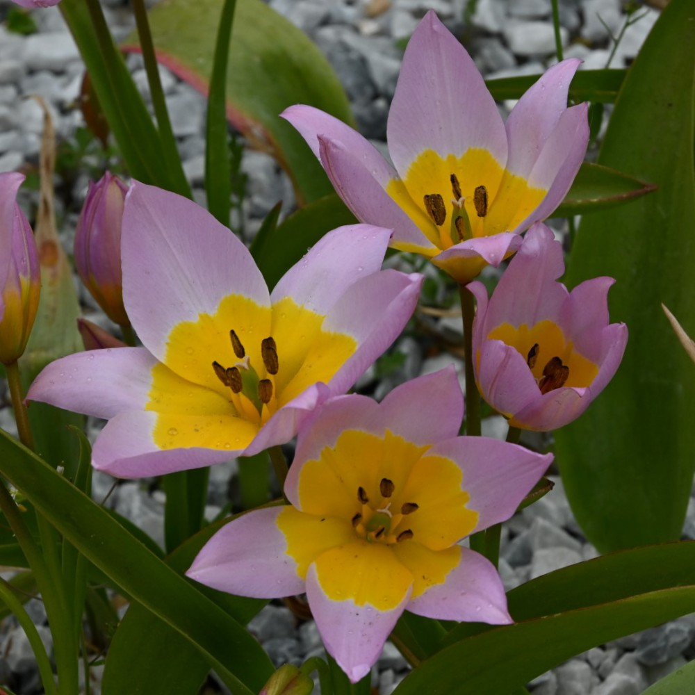 Saxatilis Saxatilis