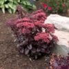 Sedum Dark Magic 11