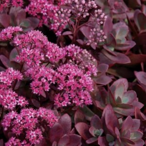 Sedum SunSparkler Firecracker 71891 3