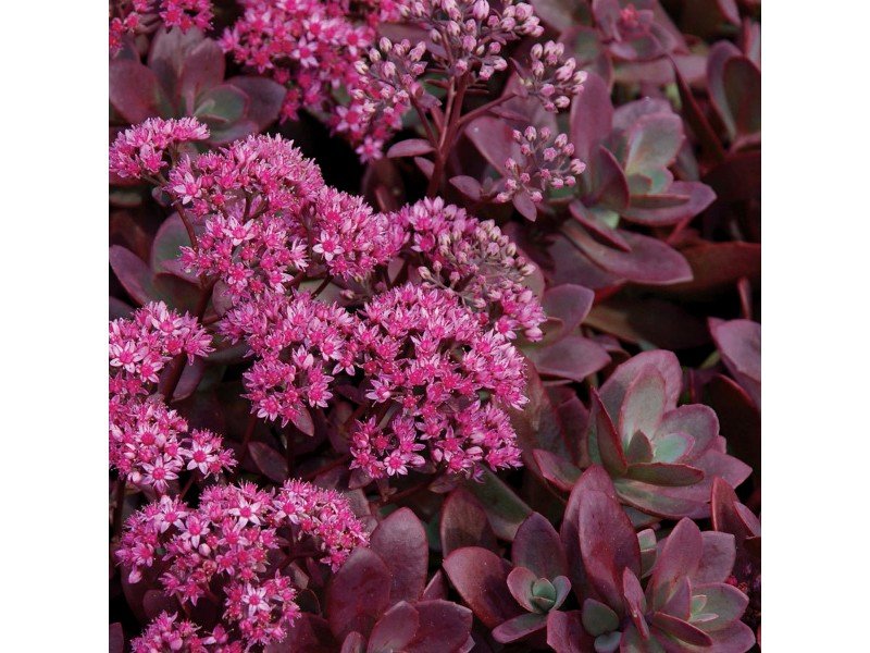 Sedum SunSparkler Firecracker 71891 3 Sedum SunSparkler Firecracker 71891 3