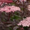 Seivamedis juodasis Black beauty Sambucus nigra