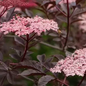 Seivamedis juodasis Black beauty Sambucus nigra