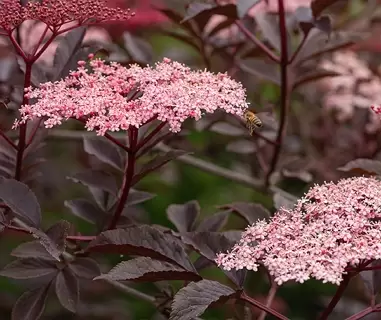 Seivamedis juodasis Black beauty Sambucus nigra Seivamedis juodasis Black beauty Sambucus nigra