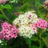 Shirobana Spirea 2 copy jpg