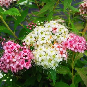 Shirobana Spirea 2 copy jpg