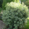 Sibirica1 1
