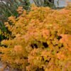 Spiraea betulifolia Tor