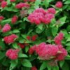 Spiraea Double Play Red