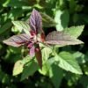 Spiraea japonica Arnold 03 scaled 1