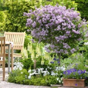 Syringa Lilak Meyera Palibin