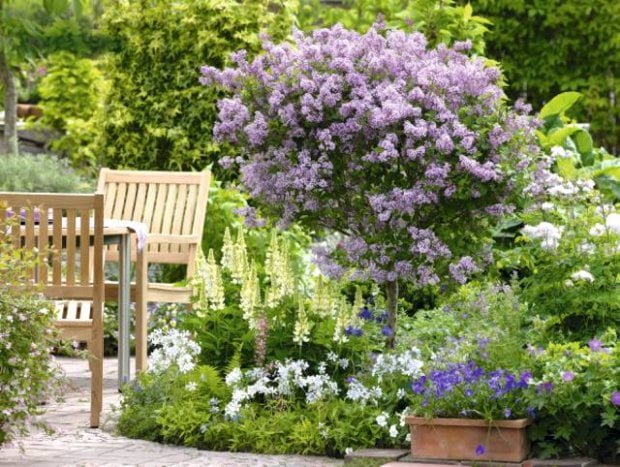 Syringa Lilak Meyera Palibin Syringa Lilak Meyera Palibin