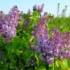 Syringa Vulgaris belle de nancy