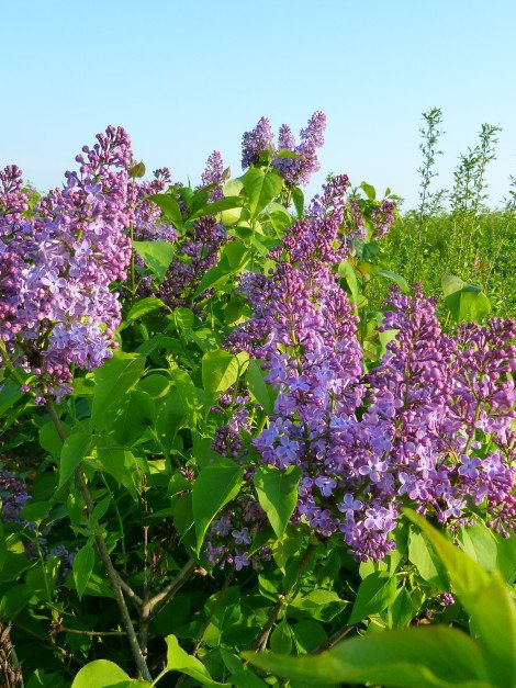 Syringa Vulgaris belle de nancy Syringa Vulgaris belle de nancy