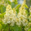 Syringa vulgaris Primrose