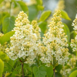 Syringa vulgaris Primrose