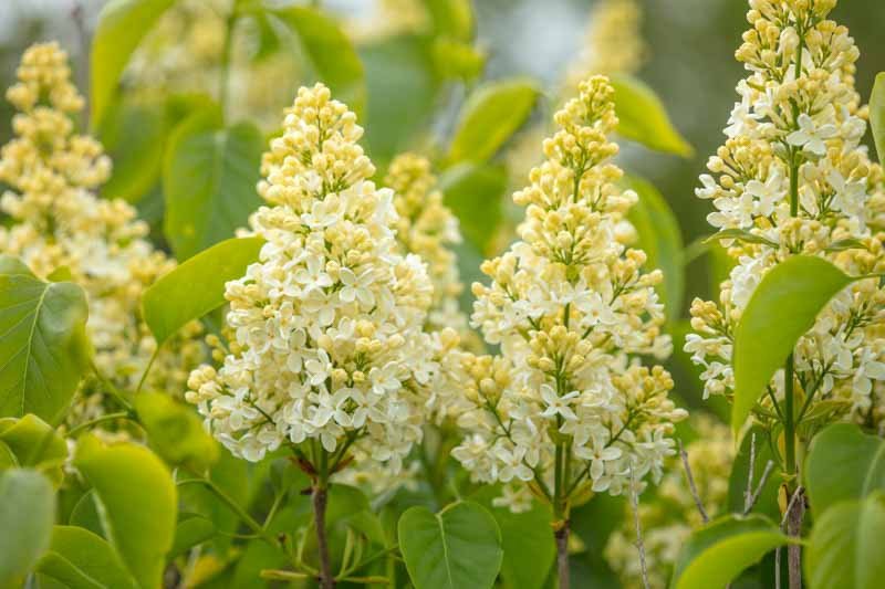 Syringa vulgaris Primrose Syringa vulgaris Primrose