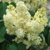 Syringa vulgaris Primrose 800x