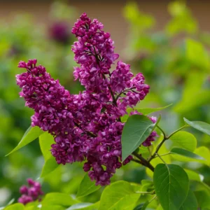 Syringa Charles Joly 1 3 scaled 1