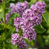 Syringa vulgaris Sensation 0002115 2 84553