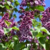 Syringavulgaris Sensation 76238ab3 8de7 4cb7 88b8 67fc6da606d8