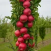 TastyRedapple1