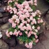 The Fairy Rose bush in a rock garden