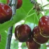 Tresne Kristiina Prunus avium