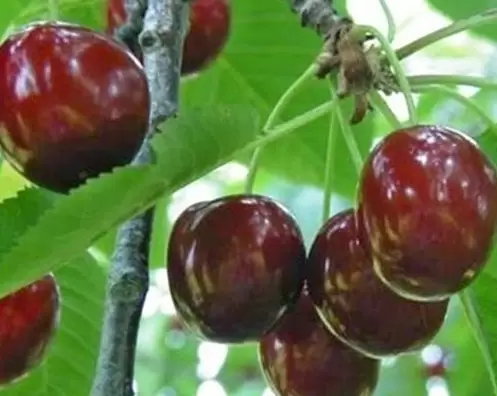 Tresne Kristiina Prunus avium Tresne Kristiina Prunus avium