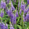 VERONICA spicata Nana Blauteppich