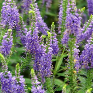 VERONICA spicata Nana Blauteppich