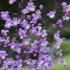 VINGIRIS PURPLE WINGS