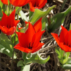 Van Tubergens Variety