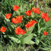 Van Tubergens Variety1